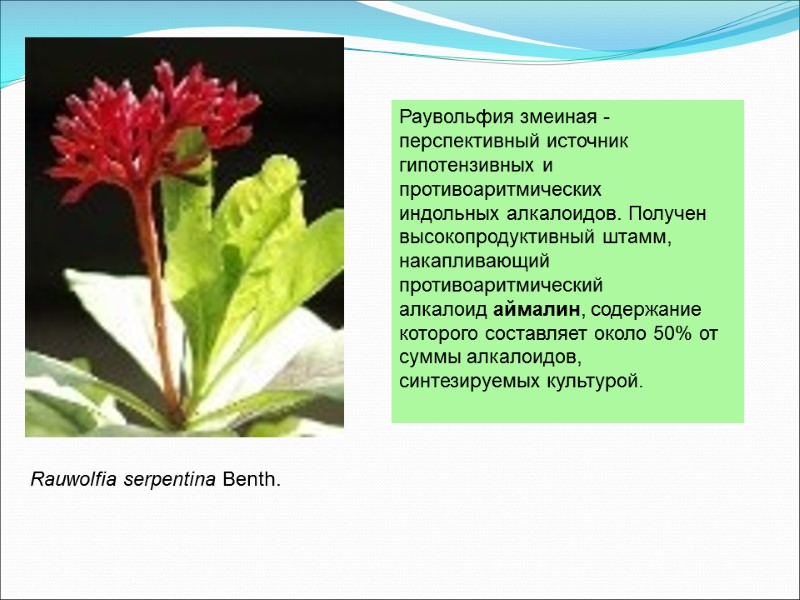 Раувольфия змеиная -перспективный источник гипотензивных и  противоаритмических индольных алкалоидов. Получен  высокопродуктивный штамм,